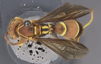 Media type: image;   Entomology 33158 Aspect: habitus dorsal view